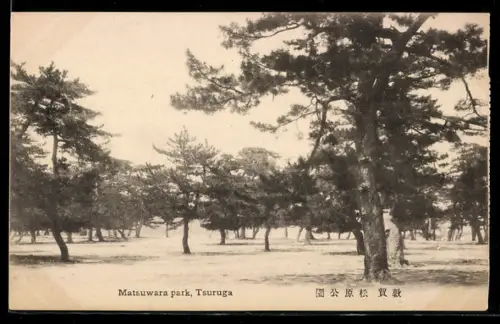 AK Tsuruga, Matsuwara park