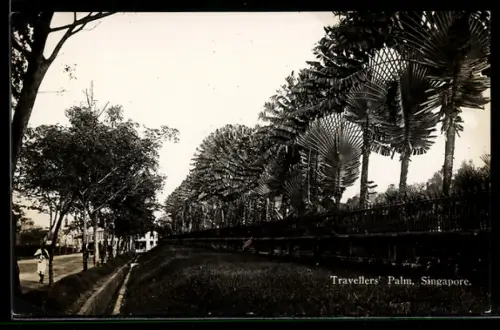 AK Singapore, Travellers` Palm