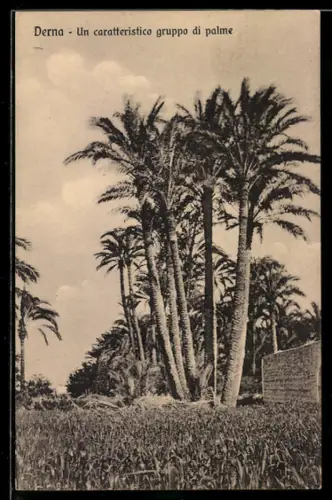 AK Derna, Un caratteristico gruppo di palme