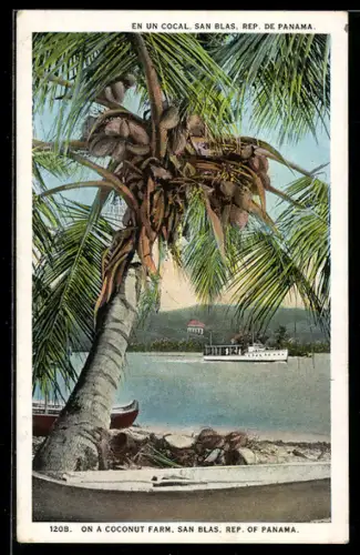 AK San Blas, On a coconut farm