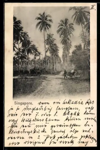 AK Singapore, Palmenallee mit Ochsenkarren