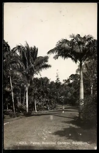 AK Singapore, Palms, Botanical Gardens