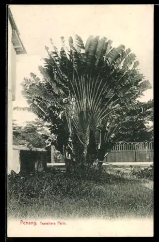 AK Penang, Travellars Palm
