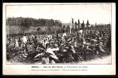 AK État de São Paulo, Plantation de tabac