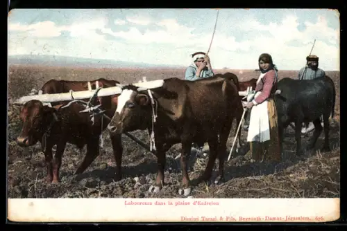 AK Esdrelon, Laboureurs dans la plaine d`Esdrelon