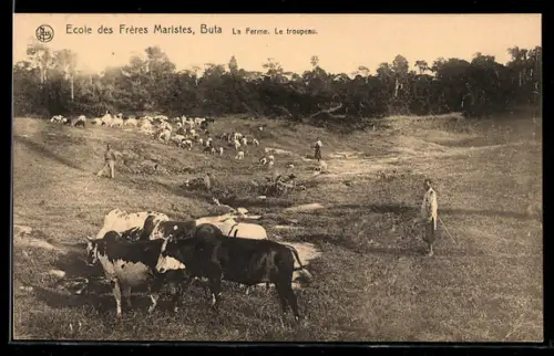 AK Buta, Ecole des Frères Maristes, La ferme, Le troupeau