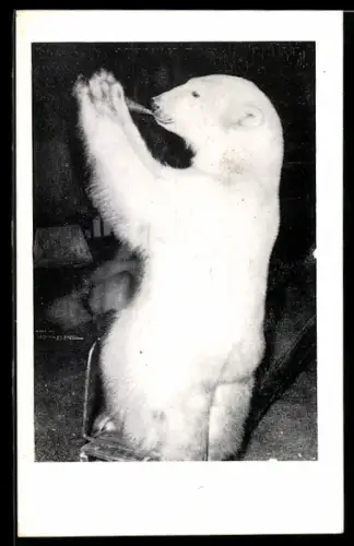 AK Zirkus Willy Hagenbeck, Original-Raubtier-Dressurschau