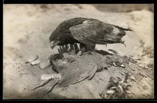 AK Raubvogel mit erlegter Beute, Falknerei / Beizjagd