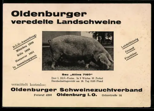 AK Oldenburg, Schweinezuchtverband, Sau Alline 7160