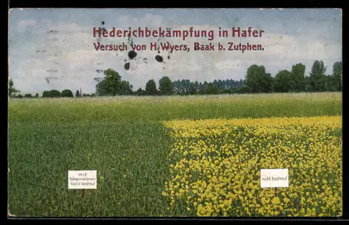 AK Hederichbekämpfung in Hafer, Versuch von H. Wyers, Baak b. Zutphen, Reklame