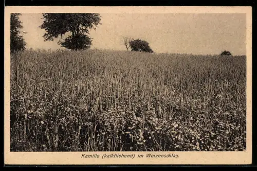 AK Landwirtschaft, Kamille im Weizenschlag