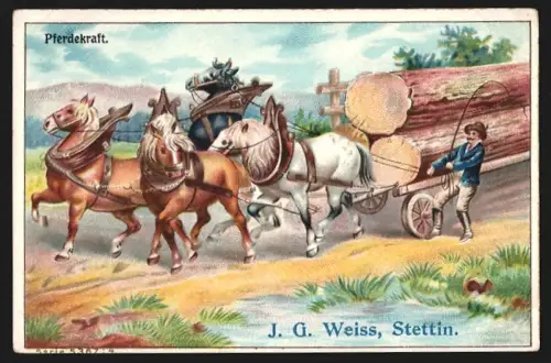 Sammelbild Stettin, J.G. Weiss, Chicorienfabrikate, Pferde ziehen Baumstämme