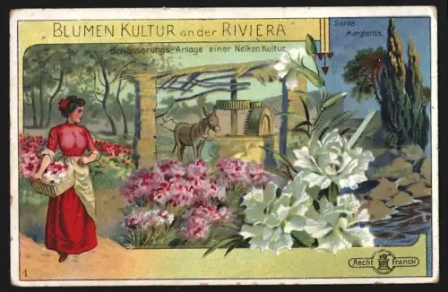 Sammelbild Aecht-Franck, Kaffee-Zusatz, Bewässerungsanlage einer Nelkenkultur