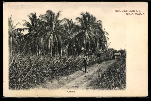 AK Corinto, Ansicht von Palmenhain