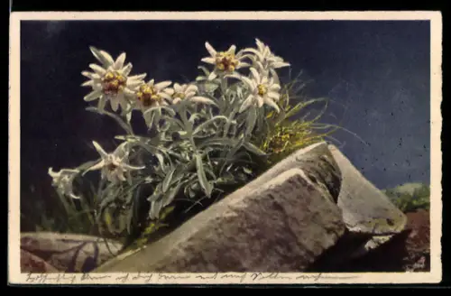 AK Edelweiss an einem Stein