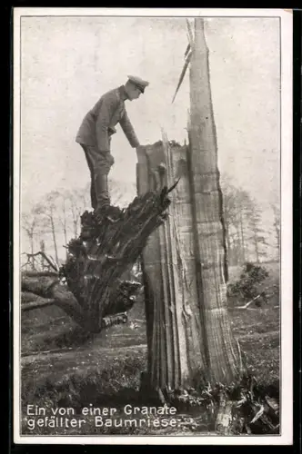 AK Ein von einer Granate gefällter Baumriese