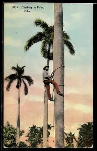 AK Cuba, Climbing the Palm