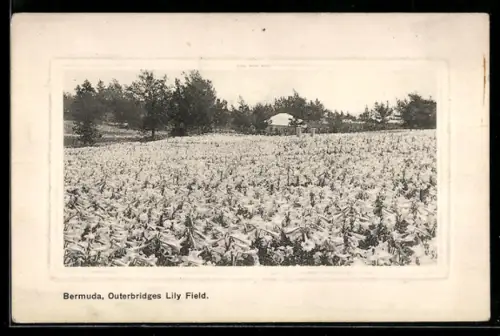 AK Bermuda, Outerbridges Lily Field
