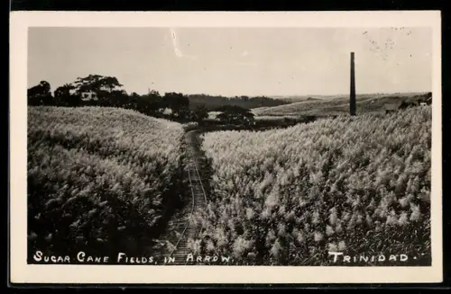 AK Trinidad, Sugar Cane Fields in Arrow