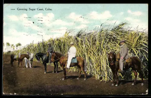 AK Cuba, Growing Sugar Cane, Cuba
