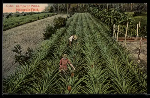 AK Cuba, Campo de Piñas
