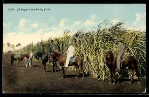 AK Cuba, A Sugar Cane Field