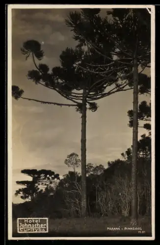 AK Paraná, Pinneiros