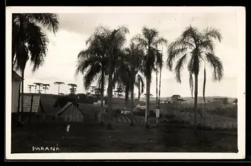 AK Parana, Ortsansicht mit Palmen