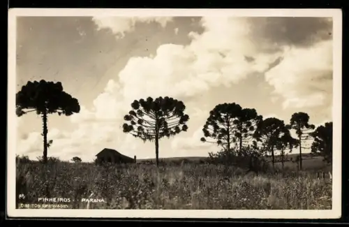 AK Parana, Pinheiros