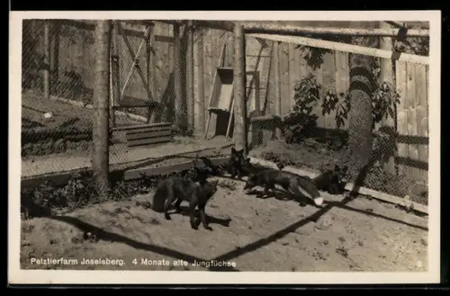 AK Bad Tabarz, Pelztierfarm Inselsberg, 4 Monate alte Jungfüchse, Besitzer Otto Böttcher jun