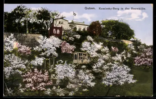 AK Guben, Kaminsky-Berg in der Baumblüte