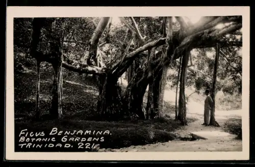 AK Trinidad, Ficus Benjamina, Botanic Gardens