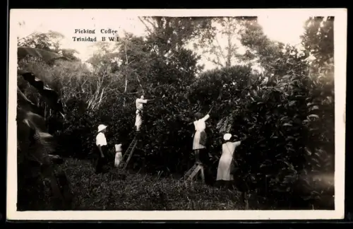 AK Trinidad, Picking Coffee