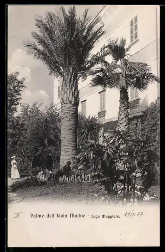 AK Isola Madre /Lago Maggiore, Palme dell`Isola Madre