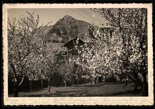 AK Tirolo presso Merano, Ristorante Tscholl, Alberi in fiore con montagna sullo sfondo