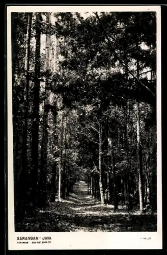 AK Sarangan, Waldweg