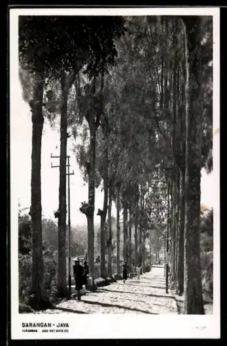 AK Sarangan, Java, Baumallee mit Spaziergängern