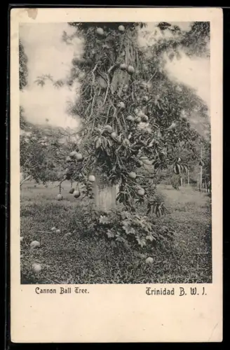 AK Trinidad, Cannon Ball Tree