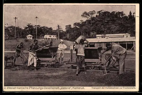 AK Kamerun, Westafrikanische Pflanzungs-Gesellschaft Viktoria, Transport der Kakaobohnen