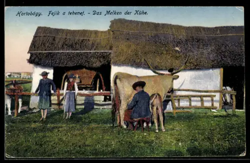 AK Hortobágy, Das Melken der Kühe