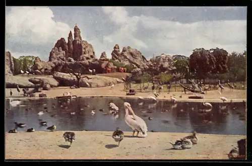 Künstler-AK Carl Hagenbeck's Tierpark in Stellingen, Gr. Vogelteich und Felspartie
