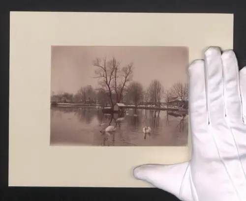 Fotografie Ansicht Bregenz, Schwanenweiher im Winter mit kleiner Hütte, Grossformat 27 x 21cm