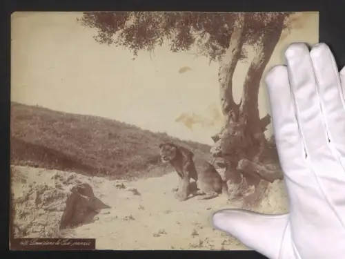 Fotografie Löwe sitzt unter einem Baum, Grossformat 25 x 19cm