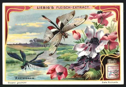6 Sammelbilder Liebig, Serie Nr. 896: Azaleen, Orchideen, Anemonen, Seerose, Alpenveilchen