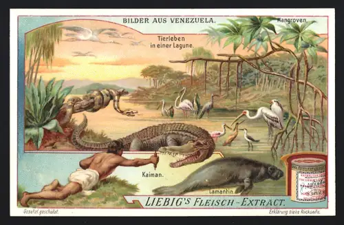 6 Sammelbilder Liebig, Serie Nr. 916: Venezuela, Maultier-Karawane, Bewohner der Llanos, Puerto Cabello, Tierleben