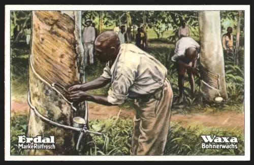 Sammelbild Kautschukernte in Togo, Erdal Marke Rotfrosch, Waxa Bohnerwachs