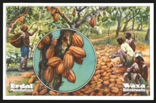 Sammelbild Kakaoplantage in Togo, Arbeiter bei der Ernte, Erdal Marke Rotfrosch, Waxa Bohnerwachs