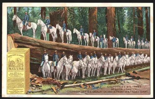 Sammelbild New York, NY, Maizena, The National Starch Manufacturing Company, California`s Big Trees