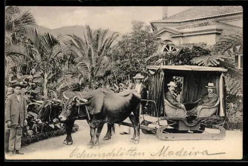 AK Madeira, Männer sitzen in einem Ochsenschlitten