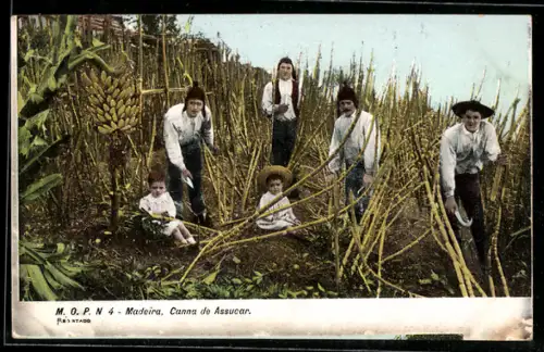 AK Madeira, Canna de Assucar